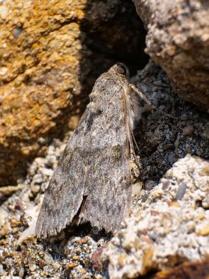 Déplacée (La) Catocala elocata (Esper, 1787)
