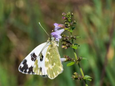 Marbré-de-vert (Le), Piéride du Réséda (La), Marbr Pontia daplidice (Linnaeus, 1758)