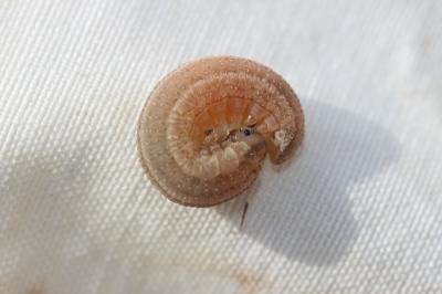  Tenthredopsis A. Costa, 1859