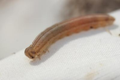  Tenthredopsis A. Costa, 1859