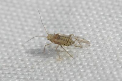  Psyllidae Latreille, 1807