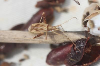  Phytocoris varipes Boheman, 1852