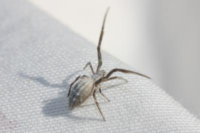 Ulobore de Walckenaer Uloborus walckenaerius Latreille, 1806