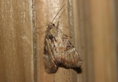 Noctuelle mignonne (La) Apamea scolopacina (Esper, 1788)
