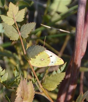 Fluoré (Le) Colias alfacariensis Ribbe, 1905
