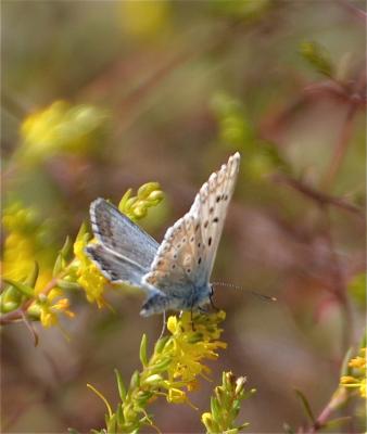 Bleu-nacré d'Espagne (Le) Lysandra hispana (Herrich-Schäffer, 1852)