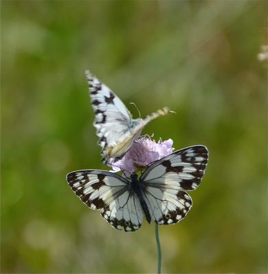 Echiquier ibérique (L'), Échiquier d'Ibérie (L') Melanargia lachesis (Hübner, 1790)