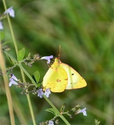Fluoré (Le) Colias alfacariensis Ribbe, 1905