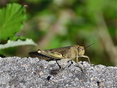 Criquet égyptien Anacridium aegyptium (Linnaeus, 1764)