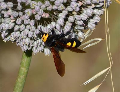 Scolie des jardins Megascolia maculata (Drury, 1773)