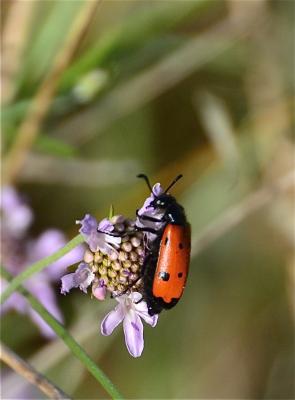 Mylabre à quatre points Mylabris quadripunctata (Linnaeus, 1767)