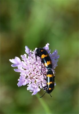 Mylabre variable Mylabris variabilis (Pallas, 1781)