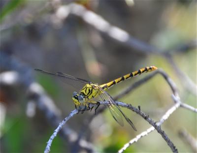Gomphe à forceps (Le), Gomphe à pinces (Le) Onychogomphus forcipatus (Linnaeus, 1758)