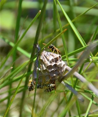  Polistes nimpha (Christ, 1791)