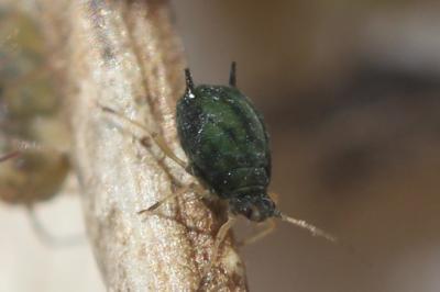  Aphis gossypii Glover, 1877