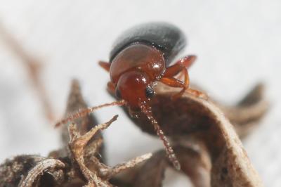  Podagrica malvae (Illiger, 1807)