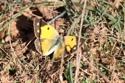 Souci (Le) Colias crocea (Geoffroy in Fourcroy, 1785)