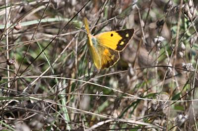 Souci (Le) Colias crocea (Geoffroy in Fourcroy, 1785)