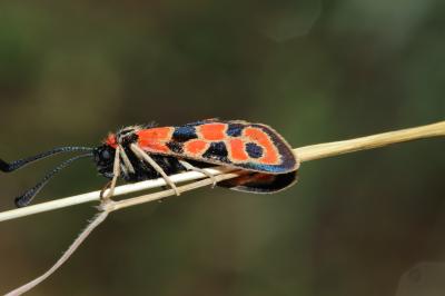 Zygène de la Petite coronille (La) Zygaena fausta (Linnaeus, 1767)
