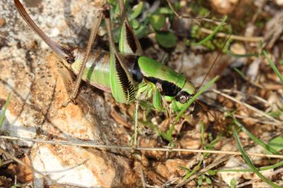  Eupholidoptera chabrieri chabrieri (Charpentier, 1825)