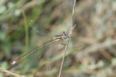 Leste sauvage Lestes barbarus (Fabricius, 1798)
