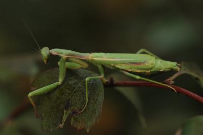 Mante ocelée Iris oratoria (Linnaeus, 1758)