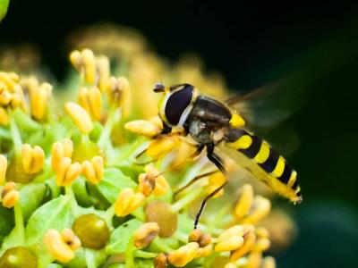  Dasysyrphus albostriatus (Fallén, 1817)