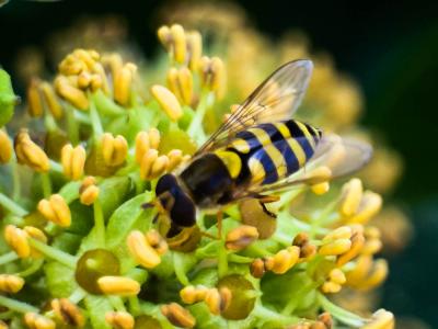  Dasysyrphus albostriatus (Fallén, 1817)