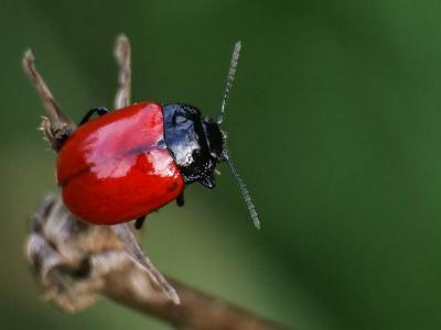 Chrysolina lucida (Olivier, 1807)