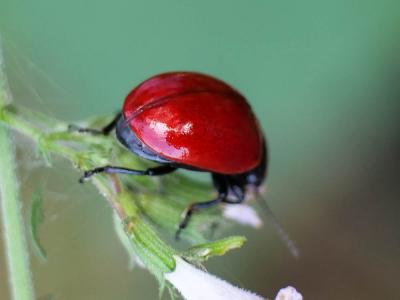  Chrysolina lucida (Olivier, 1807)