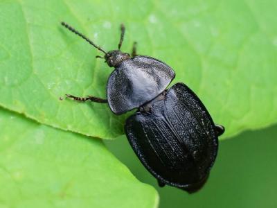  Silpha carinata Herbst, 1783