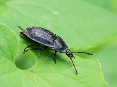  Silpha carinata Herbst, 1783