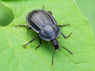  Silpha carinata Herbst, 1783