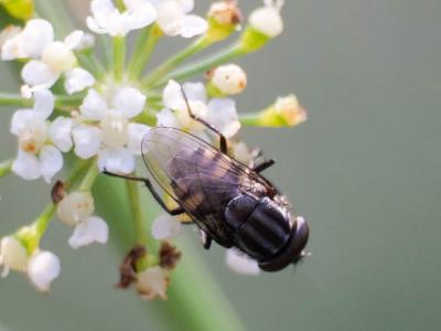  Stomorhina lunata (Fabricius, 1805)
