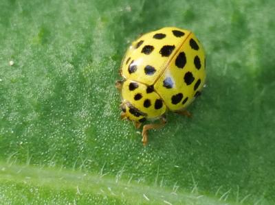 Coccinelle à vingt-deux points Psyllobora vigintiduopunctata (Linnaeus, 1758)