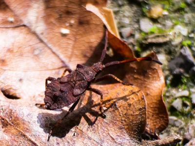 Corée marginée Coreus marginatus (Linnaeus, 1758)