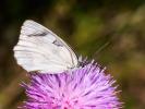 Demi-Deuil (Le), Échiquier (L'), Échiquier commun  Melanargia galathea (Linnaeus, 1758)