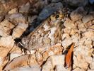 Agreste (L') Hipparchia semele (Linnaeus, 1758)