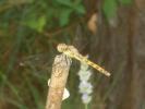 Sympétrum fascié (Le) Sympetrum striolatum (Charpentier, 1840)