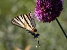 Flambé (Le) Iphiclides podalirius (Linnaeus, 1758)