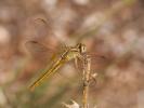 Crocothémis écarlate (Le) Crocothemis erythraea (Brullé, 1832)