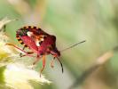  Codophila varia (Fabricius, 1787)