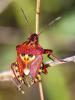  Codophila varia (Fabricius, 1787)