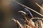 Grand Capricorne Cerambyx cerdo cerdo Linnaeus, 1758