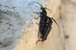 Grand Capricorne Cerambyx cerdo cerdo Linnaeus, 1758