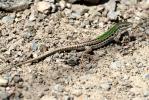 Lézard sicilien, Lézard des ruines Podarcis siculus (Rafinesque Schmaltz, 1810)