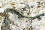 Lézard tyrrhénien Podarcis tiliguerta (Gmelin, 1789)