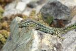 Lézard tyrrhénien Podarcis tiliguerta (Gmelin, 1789)