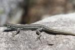 Lézard tyrrhénien Podarcis tiliguerta (Gmelin, 1789)