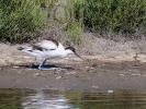 Avocette élégante Recurvirostra avosetta Linnaeus, 1758